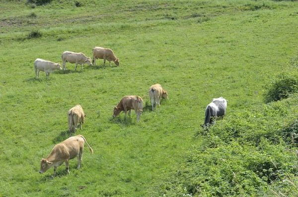 Vacas pastando Imágenes De Stock Sin Royalties Gratis