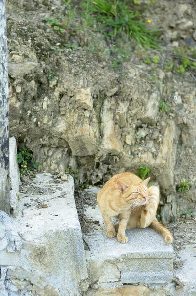 Gato en la cornisa — Foto de Stock