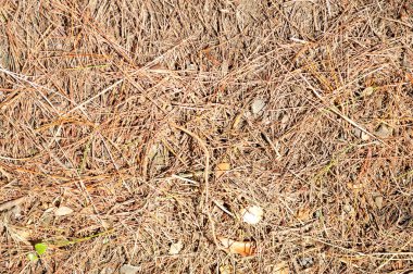 toprak kuru yaprakları ile