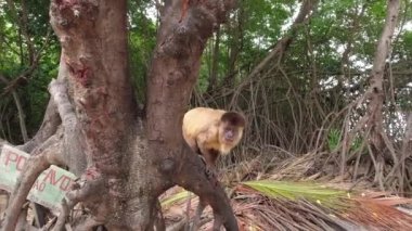 Lencois Maranhthe Brazil 'in panoramik manzarası. Manzaralı kum tepeleri ve turkuaz yağmur suyu gölleri. Dünya seyahati yerleri. Tropikal manzara.
