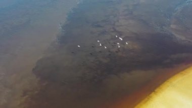 Amazon yağmur ormanlarının doğa manzarası. Amazon nehir manzarası. Amazonia Ormanı. Ünlü Amazon Nehri 'nin havacılık doğası..
