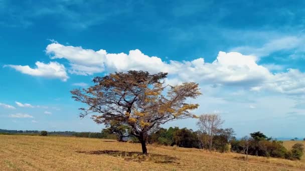 全景全景农村景观 郊区风景鸟瞰 热带风景 绿色背景 巴西农产企业 种植农业领域 — 图库视频影像