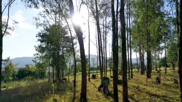 파노라마는 풍경을 바라본다 지대이다 브라질의 — 비디오