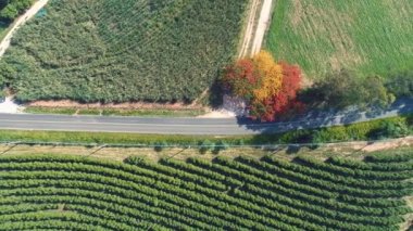 Kırsal kesimdeki tarım arazisinin havadan manzarası. Yeşil arkaplan ve alan sahnesi.