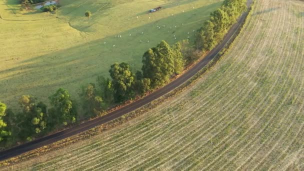 田舎での農業風景の空中風景 緑の背景とフィールドシーン — ストック動画