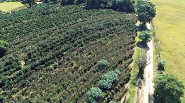 Kırsal kesimdeki tarım arazisinin havadan manzarası. Yeşil arkaplan ve alan sahnesi.