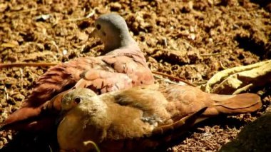 Kırsal kesimdeki tarım arazisinin havadan manzarası. Yeşil arkaplan ve alan sahnesi.