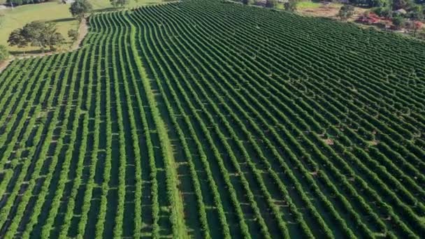 Aerial Scenery Farming Landscape Rural Countryside Green Background Field Scene — Stock Video