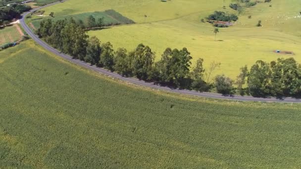 田舎での農業風景の空中風景 緑の背景とフィールドシーン — ストック動画