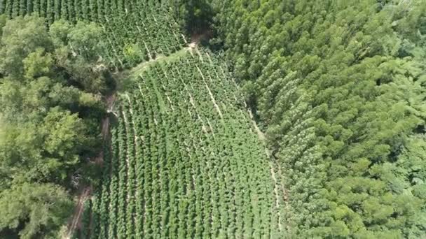 Luchtlandschap Van Het Landbouwlandschap Het Platteland Groene Achtergrond Veld Scène — Stockvideo