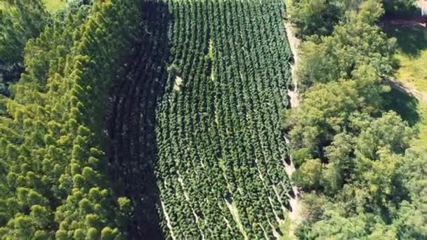 Aerial Scenery Farming Landscape Rural Countryside Green Background Field Scene — Vídeo de Stock