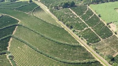 Kırsal kesimdeki tarım arazisinin havadan manzarası. Yeşil arkaplan ve alan sahnesi.