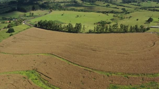 Pemandangan Pertanian Pedesaan Udara Latar Belakang Hijau Dan Field Scene — Stok Video