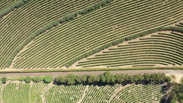 Aerial Scenery Farming Landscape Rural Countryside Green Background Field Scene — Video Stock