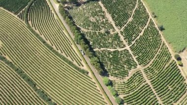 Kırsal kesimdeki tarım arazisinin havadan manzarası. Yeşil arkaplan ve alan sahnesi.