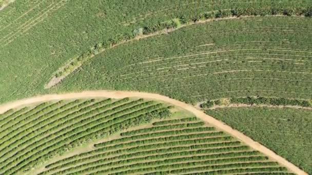 Aerial Scenery Farming Landscape Rural Countryside Green Background Field Scene — Video Stock