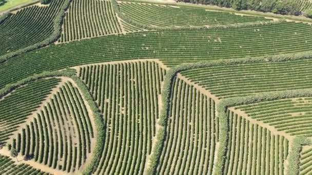 Aerial Scenery Farming Landscape Rural Countryside Green Background Field Scene — Stock Video