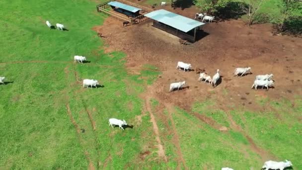 Bovenaanzicht Van Runderfokdieren Groene Weiden Landbouwlandschap Het Platteland — Stockvideo