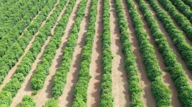 Kırsal kesimde tarım arazisi. Kırsal kesimde. Valley dağlarında yeşil alan arka planı.
