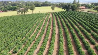 Kırsal kesimde tarım arazisi. Kırsal kesimde. Valley dağlarında yeşil alan arka planı.
