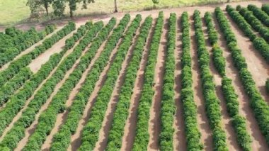 Kırsal kesimde tarım arazisi. Kırsal kesimde. Valley dağlarında yeşil alan arka planı.