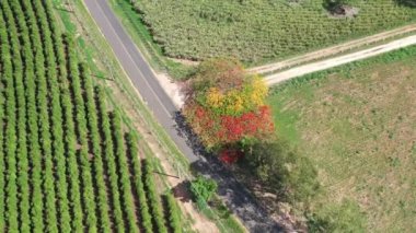 Çiftlik arazisinin yakınındaki kırsal yol. Kırsal kesim manzarası. Kırsal manzarada tek yol.