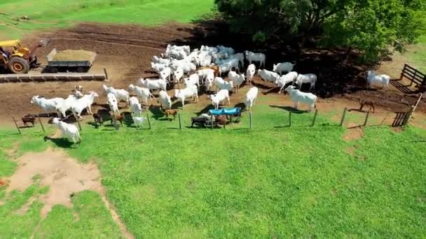 Vista Arriba Hacia Abajo Los Animales Reproductores Ganado Pastos Verdes — Vídeos de Stock