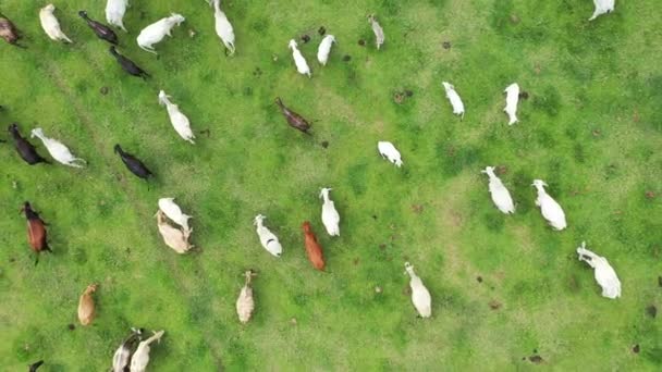 Visão Cima Para Baixo Animais Reprodutores Gado Pasto Verde Paisagem — Vídeo de Stock