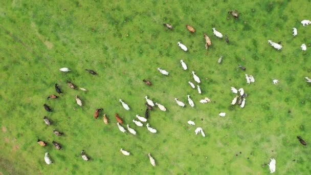 Visão Cima Para Baixo Animais Reprodutores Gado Pasto Verde Paisagem — Vídeo de Stock