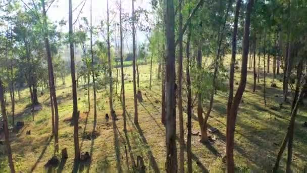 Paisagem Agrícola Campo Paisagem Rural Fundo Campo Verde Montanhas Vale — Vídeo de Stock