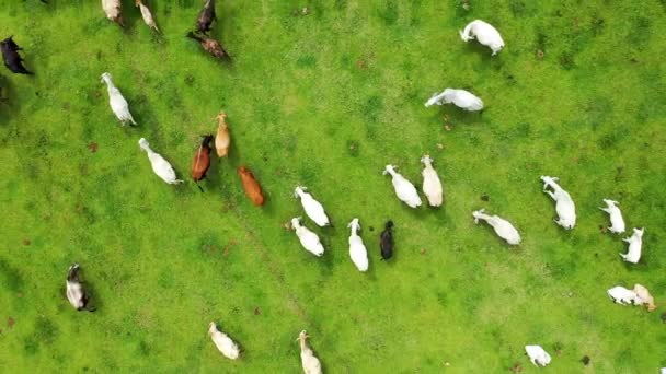 Visão Cima Para Baixo Animais Reprodutores Gado Pasto Verde Paisagem — Vídeo de Stock