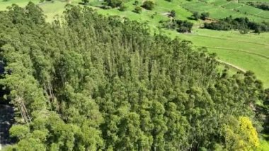 Eucalyptus forest at countryside rural scenery. Green field background at valley mountains. Eucalyptus tropical forest trees.