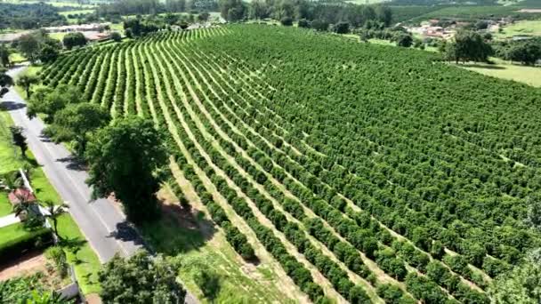 Kırsal Kesimde Tarım Arazisi Kırsal Kesimde Valley Dağlarında Yeşil Alan — Stok video