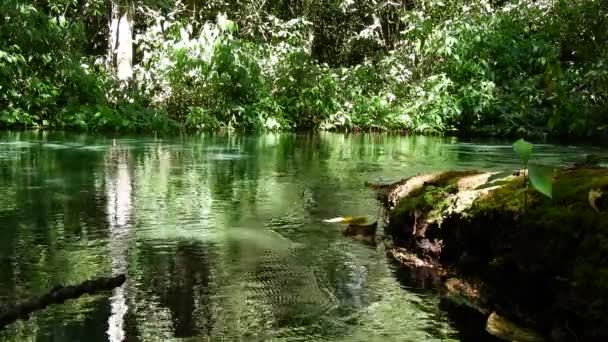 Snorkling Flotation Triste River Nobres Mato Grosso Brasilien Vackert Fiskstim — Stockvideo