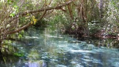 Triste River Nobres Mato Grosso Brezilya 'da yüzme. Güzel balık sürüsü. Harika bir manzara. Tatil seyahati. Seyahat güzergahı. Turistik nokta.