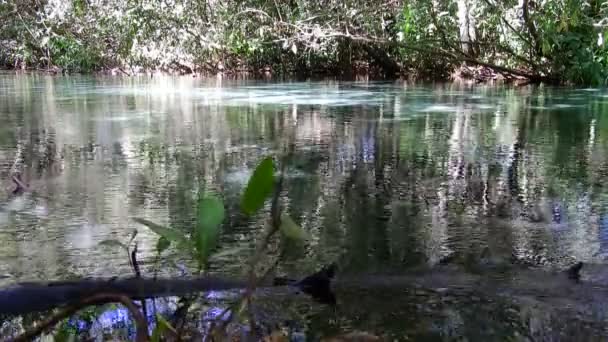 Флотация Triste River Nobres Mato Grosso Brazil Прекрасная Стая Рыб — стоковое видео