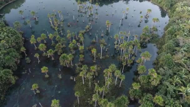 Panning Bred Macaws Lake Vid Nobres Mato Grosso Brasilien Turistpoäng — Stockvideo