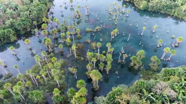 Flygfoto Över Macaws Lake Nobres Mato Grosso Brasilien Turistpoäng Fantastiskt — Stockvideo