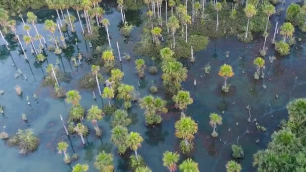 Vista Aérea Lago Macaws Nobres Mato Grosso Brasil Ponto Turístico — Vídeo de Stock