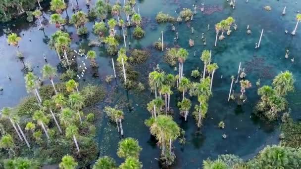 Panning Bred Macaws Lake Vid Nobres Mato Grosso Brasilien Turistpoäng — Stockvideo