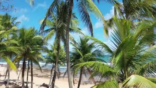 Сальвадор Баия Бразилия Тропическое Направление Путешествия Известные Глобальные Туристические Направления — стоковое видео