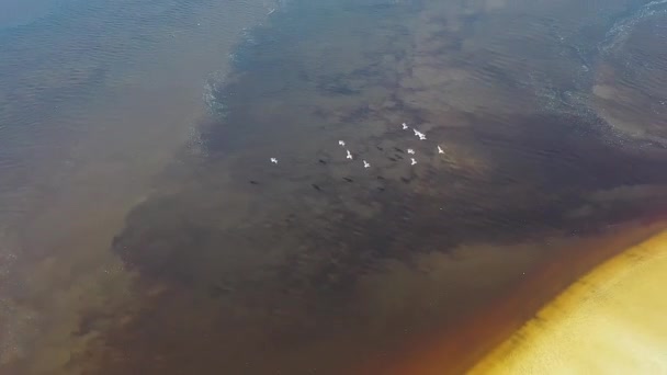Panning Vidsträckt Utsikt Över Fredliga Mörka Floden Vid Kuststaden Itanhaem — Stockvideo