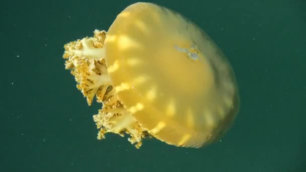 Morska Meduza Pływa Oceanie Świetna Scena Dzikiej Przyrody Krajobraz Natury — Wideo stockowe