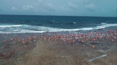 Los Roques Venezuela 'nın Karayip Denizi' nde uçan flamingo deniz kuşlarının geniş bir manzarası. Karayip manzarası. Seyahat hedefi