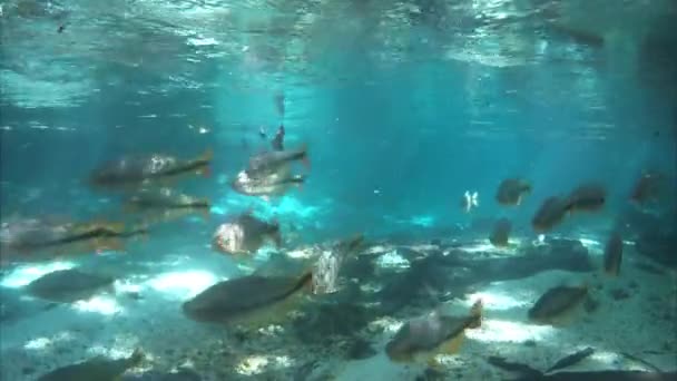 Прыжки Маской Воду Реке Тристе Нобрес Мату Гросу Бразилия Прекрасная — стоковое видео
