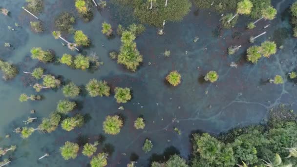 Luchtfoto Van Macaws Lake Bij Nobres Mato Grosso Brazilië Toeristisch — Stockvideo