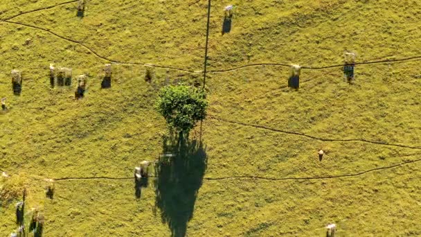 牧草地で牛の動物のトップビュー 田園風景 農家の田舎の風景 牧草地で牛の動物 — ストック動画