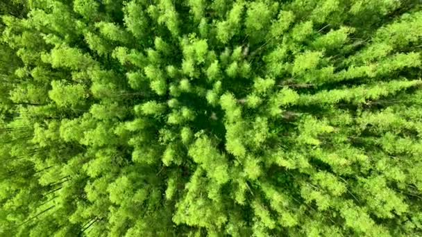 Pohled Shora Dolů Rotující Eukalyptový Les Zemědělská Krajina Venkově Zelené — Stock video