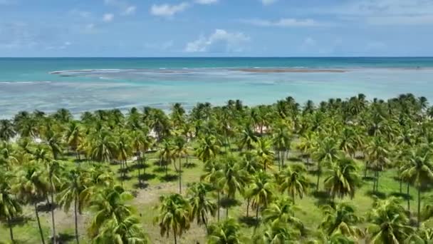 Plaża Patacho Sao Miguel Dos Milagres Alagoas Brazylia Północno Wschodnia — Wideo stockowe
