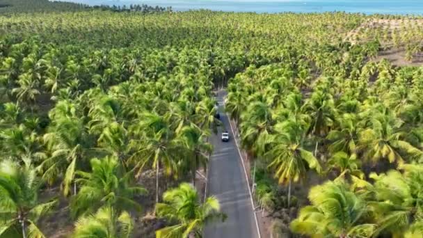 Plantación Cocoteros Cerca Gunga Beach Maceio Alagoas Brasil Plantación Palmeras — Vídeo de stock